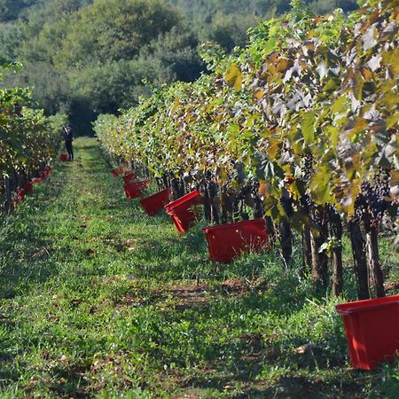 Villa Olivetta By Istrian Country Houses Barat  외부 사진