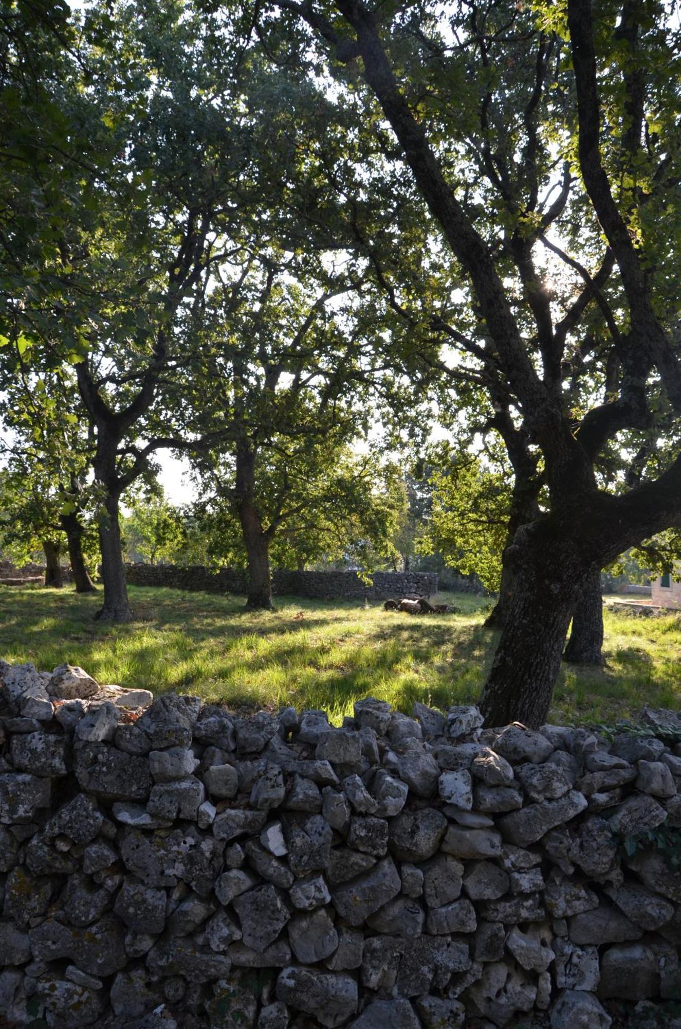Villa Olivetta By Istrian Country Houses Barat  외부 사진