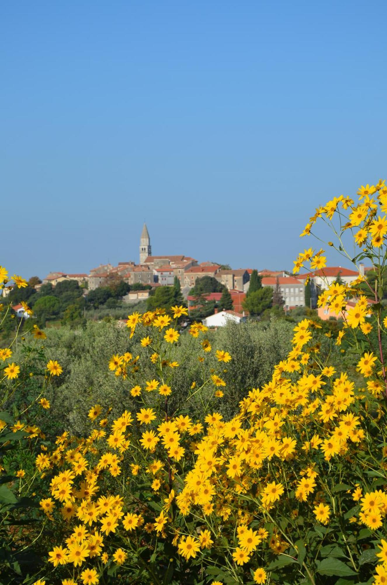 Villa Olivetta By Istrian Country Houses Barat  외부 사진
