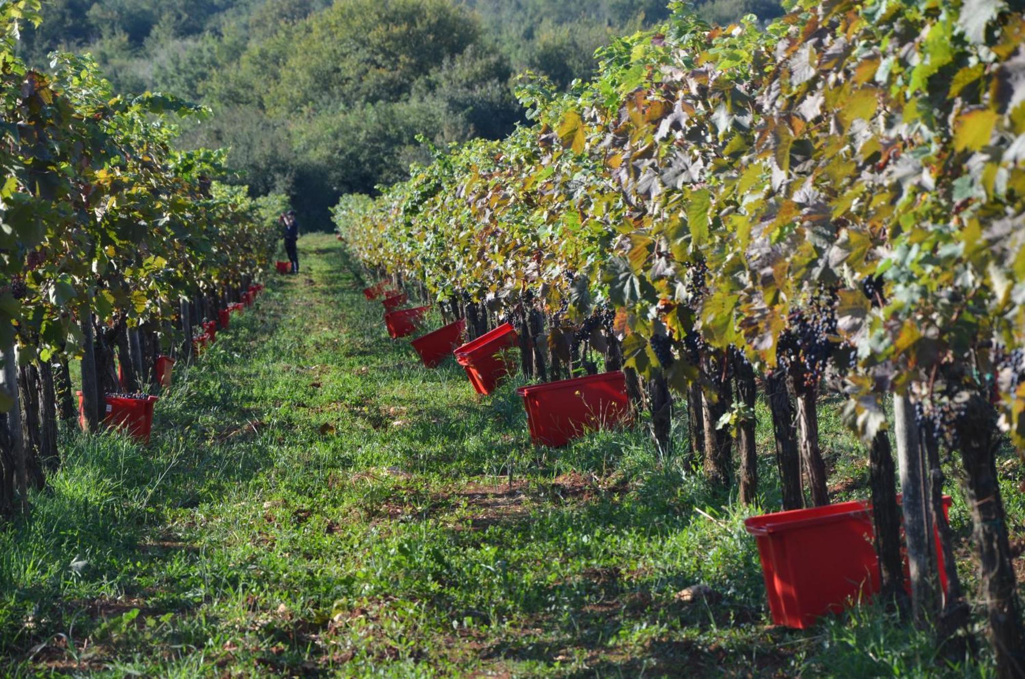 Villa Olivetta By Istrian Country Houses Barat  외부 사진